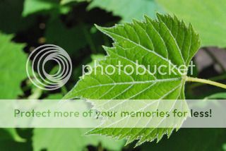 IMAGE: http://i751.photobucket.com/albums/xx153/Noah212/DSC_0096.jpg