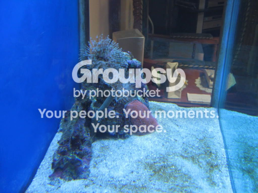 [TodoMarino.com] Mini reef nuevo 170 litros