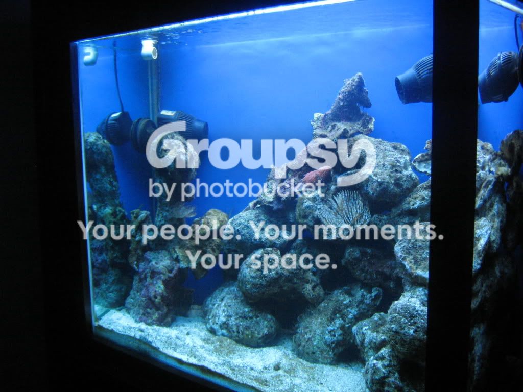 [TodoMarino.com] Mini reef nuevo 170 litros