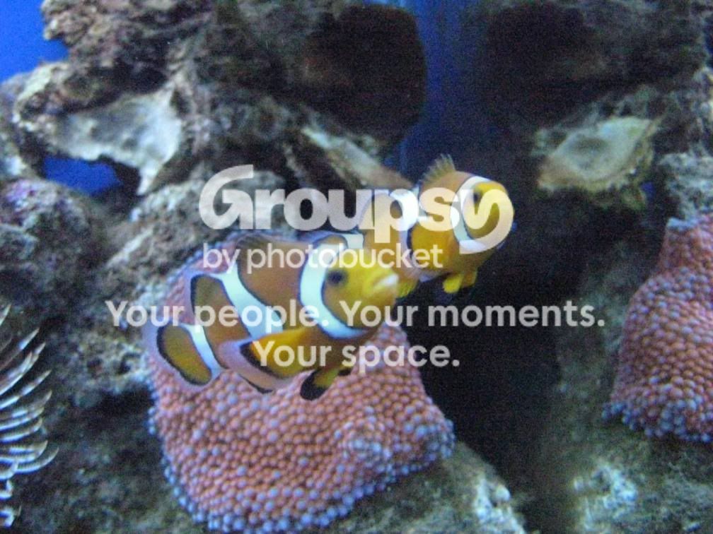 [TodoMarino.com] Mini reef nuevo 170 litros