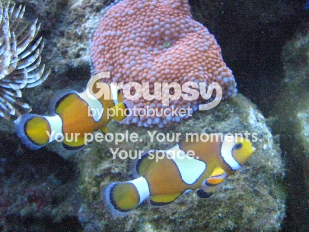 [TodoMarino.com] Mini reef nuevo 170 litros