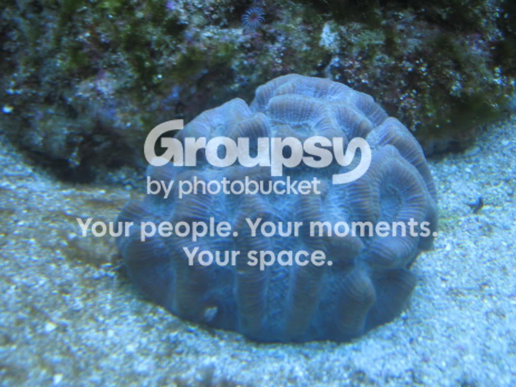 [TodoMarino.com] Mini reef nuevo 170 litros