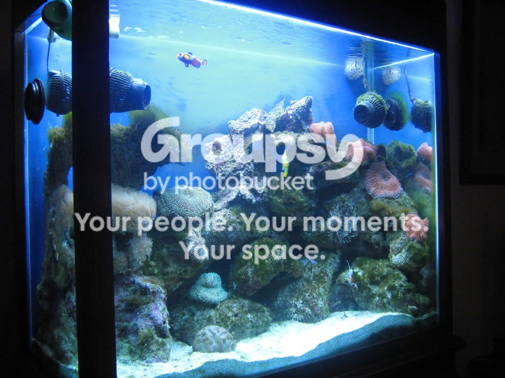 [TodoMarino.com] Mini reef nuevo 170 litros