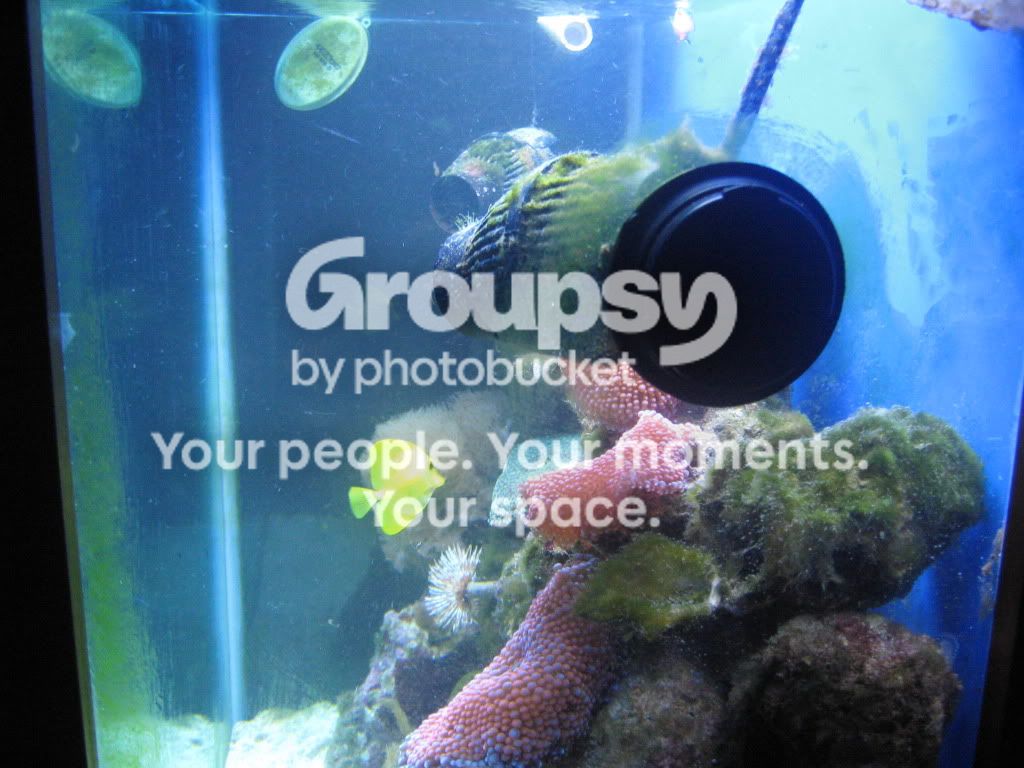 [TodoMarino.com] Mini reef nuevo 170 litros